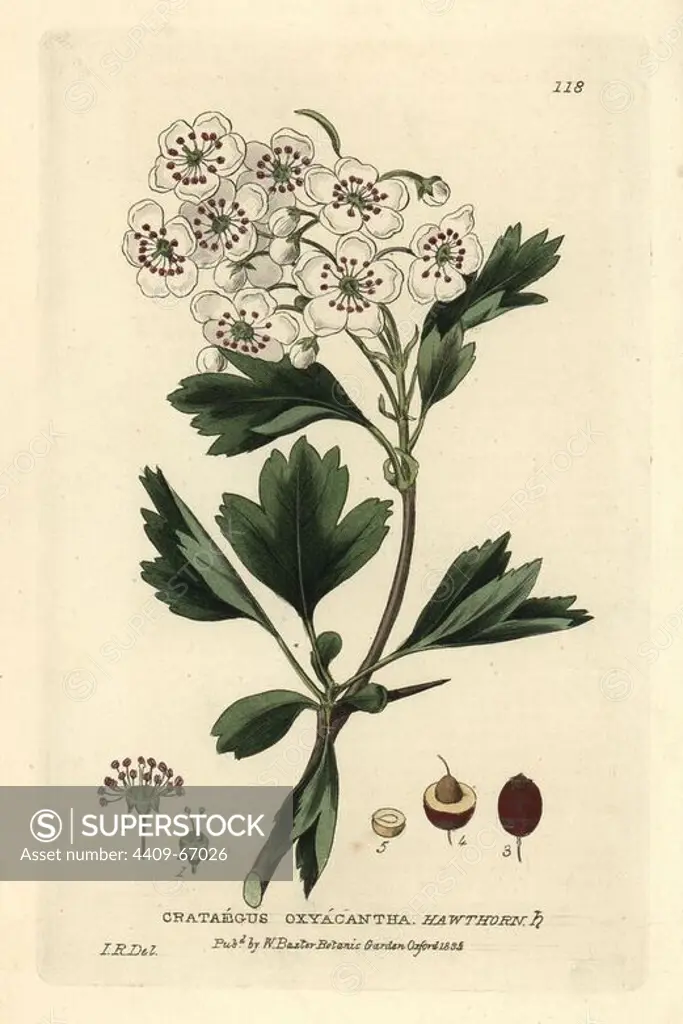 Hawthorn, Crataegus oxyacantha. Handcoloured copperplate engraving of a drawing by Isaac Russell from William Baxter's "British Phaenogamous Botany" 1834. Scotsman William Baxter (1788-1871) was the curator of the Oxford Botanic Garden from 1813 to 1854.