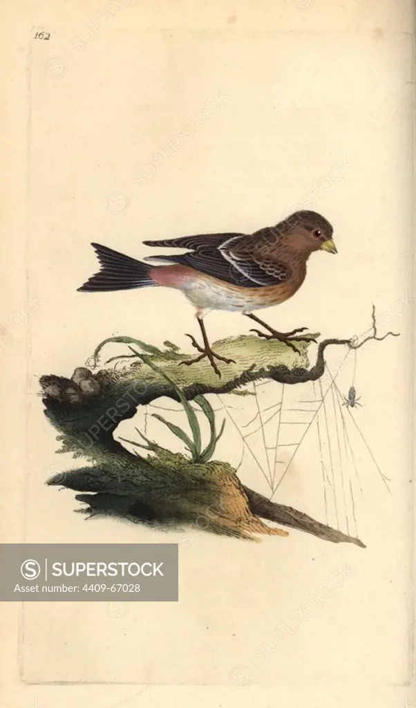 Twite, Carduelis flavirostris. Handcoloured copperplate drawn and engraved by Edward Donovan from his own "Natural History of British Birds," London, 1794-1819. Edward Donovan (1768-1837) was an Anglo-Irish amateur zoologist, writer, artist and engraver. He wrote and illustrated a series of volumes on birds, fish, shells and insects, opened his own museum of natural history in London, but later he fell on hard times and died penniless.