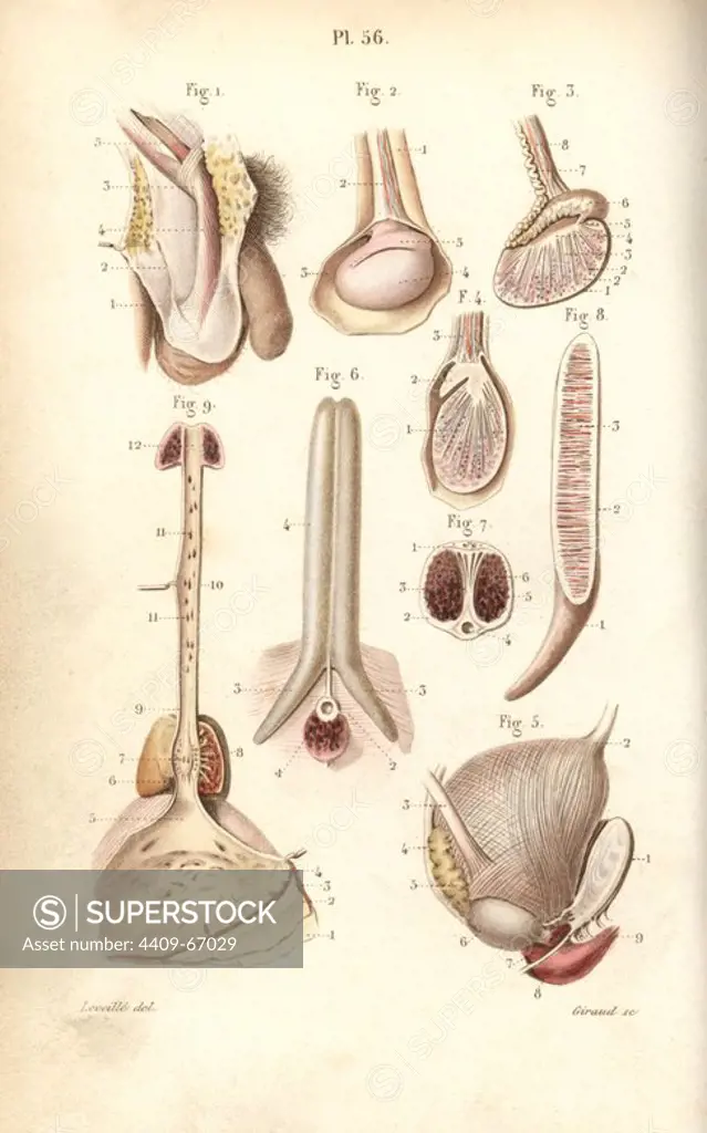 Male sex organs: penis, testes and scrotum. Handcolored steel engraving by Giraud of a drawing by Leveille from Dr. Joseph Nicolas Masse's "Petit Atlas complet d'Anatomie descriptive du Corps Humain," Paris, 1864, published by Mequignon-Marvis. Masse's "Pocket Anatomy of the Human Body" was first published in 1848 and went through many editions.