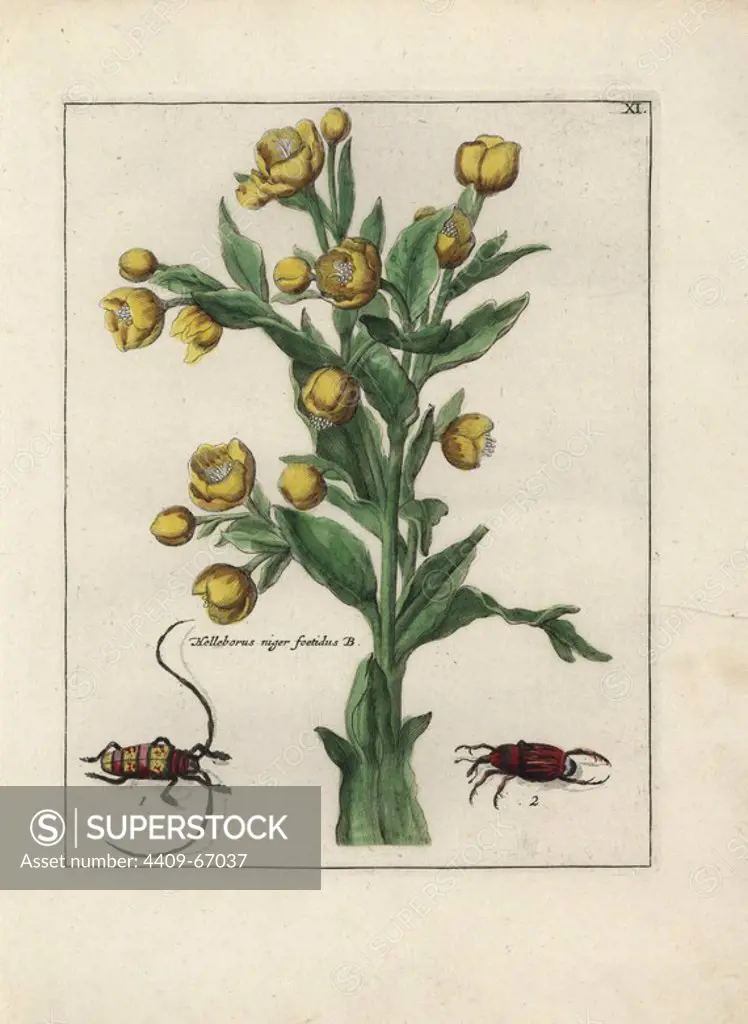 Stinking hellebore, Helleborus niger foetidus, and beetles. Handcoloured copperplate botanical engraving from "Nederlandsch Bloemwerk" (Dutch Flower Arrangements), Amsterdam, J.B. Elwe, 1794. The artist of the fine plates is a mystery: the title bouquet has the signature of Paul Theodor van Brussel (1754-1795), the Dutch flower painter, and one auricula is "drawn from life" by A. Bres. According to Hunt, 30 plates show the influence of the famous French artist Nicolas Robert (1614-1685).