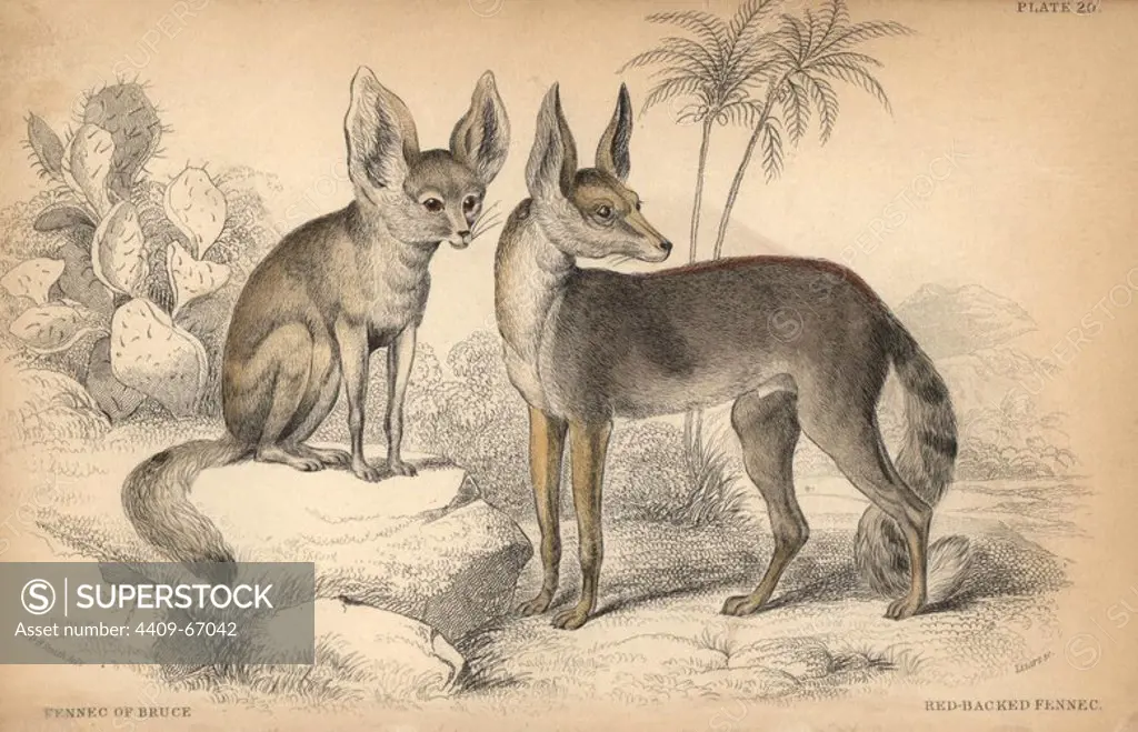 Fennec fox, Vulpes zerda. Handcoloured engraving on steel by William Lizars from a drawing by Colonel Charles Hamilton Smith from Sir William Jardine's "Naturalist's Library: Dogs" published by W. H. Lizars, Edinburgh, 1839.
