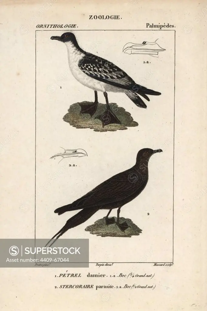 Cape petrel, Daption capense, and Arctic skua, Stercorarius parasiticus. Handcoloured copperplate stipple engraving from Dumont de Sainte-Croix's "Dictionary of Natural Science: Ornithology," Paris, France, 1816-1830. Illustration by J. G. Pretre, engraved by Massard, directed by Pierre Jean-Francois Turpin, and published by F.G. Levrault. Jean Gabriel Pretre (1780~1845) was painter of natural history at Empress Josephine's zoo and later became artist to the Museum of Natural History. Turpin (1775-1840) is considered one of the greatest French botanical illustrators of the 19th century.