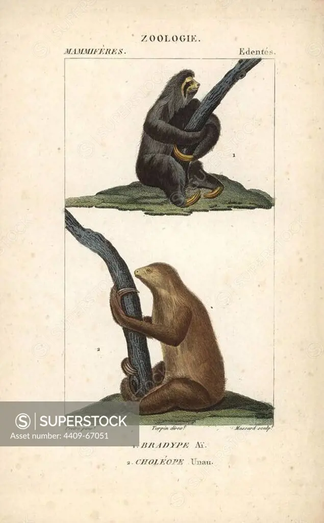 Maned three-toed sloth, Bradypus torquatus (vulnerable), and Linnaeus's two-toed sloth, Choloepus didactylus. Handcoloured copperplate stipple engraving from Frederic Cuvier's "Dictionary of Natural Science: Mammals," Paris, France, 1816. Illustration by J. G. Pretre, engraved by Massard, directed by Pierre Jean-Francois Turpin, and published by F.G. Levrault. Jean Gabriel Pretre (1780~1845) was painter of natural history at Empress Josephine's zoo and later became artist to the Museum of Natural History. Turpin (1775-1840) is considered one of the greatest French botanical illustrators of the 19th century.