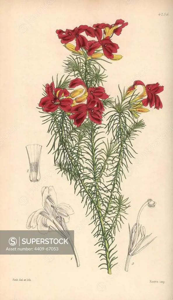 Splendid scarlet-flowered leschenaultia, Leschenaultia splendens. Hand-coloured botanical illustration drawn and lithographed by Walter Hood Fitch for Sir William Jackson Hooker's "Curtis's Botanical Magazine," London, Reeve Brothers, 1846. Fitch (1817~1892) was a tireless Scottish artist who drew over 2,700 lithographs for the "Botanical Magazine" starting from 1834.