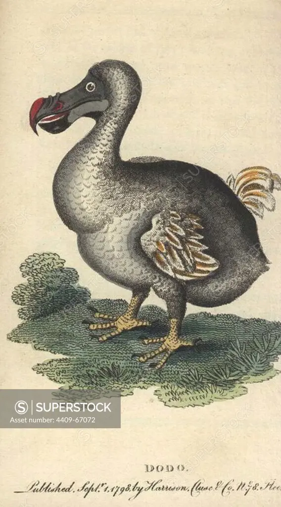 Dodo, Raphus cucullatus, extinct flightless bird. Handcoloured copperplate engraving from "The Naturalist's Pocket Magazine; or, Complete Cabinet of the Curiosities and Beauties of Nature" (1798~1802) published by Harrison, London. The engraving appears to be based on George Edwards' illustration "A Natural History of Uncommon Birds" (1750).