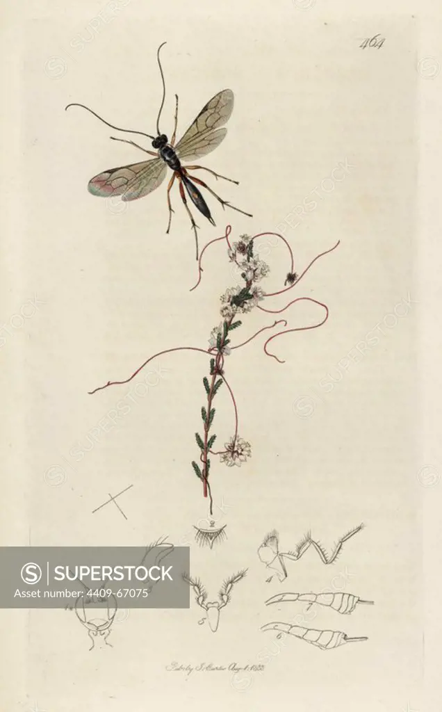Mesochorus sericans, Astiphromma sericans, ichneumon wasp, with less dodder plant, Cuscuta epithymum. Handcoloured copperplate drawn and engraved by John Curtis for his own "British Entomology, being Illustrations and Descriptions of the Genera of Insects found in Great Britain and Ireland," London, 1834. Curtis (17911862) was an entomologist, illustrator, engraver and publisher. "British Entomology" was published from 1824 to 1839, and comprised 770 illustrations of insects and the plants upon which they are found.