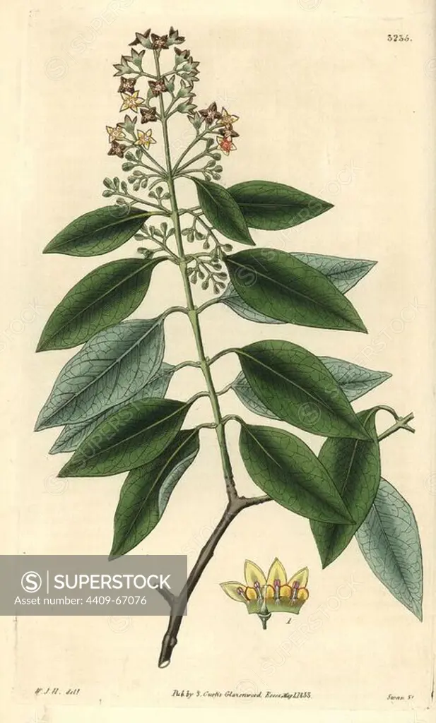 Sandalwood, Santalum album. Vulnerable. Illustration drawn by William Jackson Hooker, engraved by Swan. Handcolored copperplate engraving from William Curtis's "The Botanical Magazine," Samuel Curtis, 1833. Hooker (1785-1865) was an English botanist, writer and artist. He was Regius Professor of Botany at Glasgow University, and editor of Curtis' "Botanical Magazine" from 1827 to 1865. In 1841, he was appointed director of the Royal Botanic Gardens at Kew, and was succeeded by his son Joseph Dalton. Hooker documented the fern and orchid crazes that shook England in the mid-19th century in books such as "Species Filicum" (1846) and "A Century of Orchidaceous Plants" (1849). A gifted botanical artist himself, he wrote and illustrated "Flora Exotica" (1823) and several volumes of the "Botanical Magazine" after 1827.