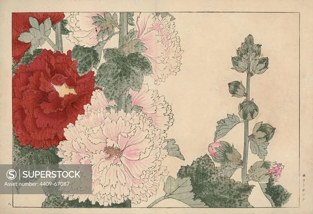 Hollyhock, Alcea rosea. Handcoloured woodblock print from Konan Tanigami's "Seiyou Sokazufu" (Pictorial Album of Western Plants and Flowers: Summer), Unsodo, Kyoto, 1917. Tanigami (1879-1928) depicted 125 varieties of garden plants through the four seasons.