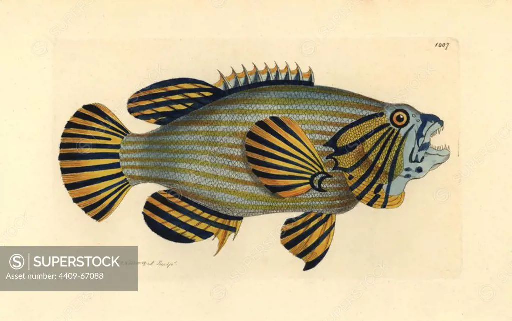 Bluelined hind or rockcod, Cephalopholis formosa. Illustration drawn and engraved by Richard Polydore Nodder. Handcolored copperplate engraving from George Shaw and Frederick Nodder's "The Naturalist's Miscellany" 1812. Most of the 1,064 illustrations of animals, birds, insects, crustaceans, fishes, marine life and microscopic creatures for the Naturalist's Miscellany were drawn by George Shaw, Frederick Nodder and Richard Nodder, and engraved and published by the Nodder family. Frederick drew and engraved many of the copperplates until his death around 1800, and son Richard (1774~1823) was responsible for the plates signed RN or RPN. Richard exhibited at the Royal Academy and became botanic painter to King George III.