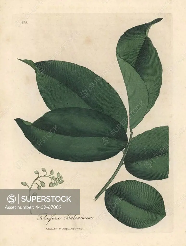 Balsam of Tolu tree, Myroxylon toluifera balsamum. Handcoloured copperplate engraving from a botanical illustration by James Sowerby from William Woodville and Sir William Jackson Hooker's "Medical Botany," John Bohn, London, 1832. The tireless Sowerby (1757-1822) drew over 2, 500 plants for Smith's mammoth "English Botany" (1790-1814) and 440 mushrooms for "Coloured Figures of English Fungi " (1797) among many other works.
