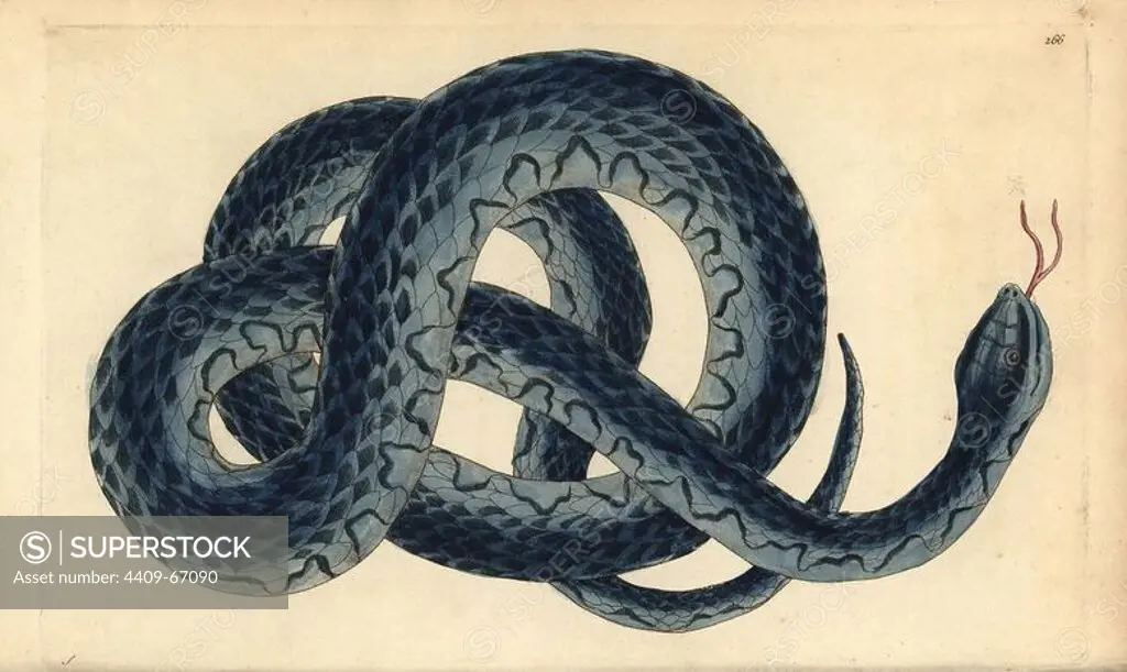 Southern water snake, Nerodia fasciata. Illustration signed S (George Shaw). Handcolored copperplate engraving from George Shaw and Frederick Nodder's "The Naturalist's Miscellany" 1796.. Frederick Polydore Nodder (1751~1801) was a gifted natural history artist and engraver. Nodder honed his draftsmanship working on Captain Cook and Joseph Banks' Florilegium and engraving Sydney Parkinson's sketches of Australian plants. He was made "botanic painter to her majesty" Queen Charlotte in 1785. Nodder also drew the botanical studies in Thomas Martyn's Flora Rustica (1792) and 38 Plates (1799). Most of the 1,064 illustrations of animals, birds, insects, crustaceans, fishes, marine life and microscopic creatures for the Naturalist's Miscellany were drawn, engraved and published by Frederick Nodder's family. Frederick himself drew and engraved many of the copperplates until his death. His wife Elizabeth is credited as publisher on the volumes after 1801. Their son Richard Polydore (1774~1823)