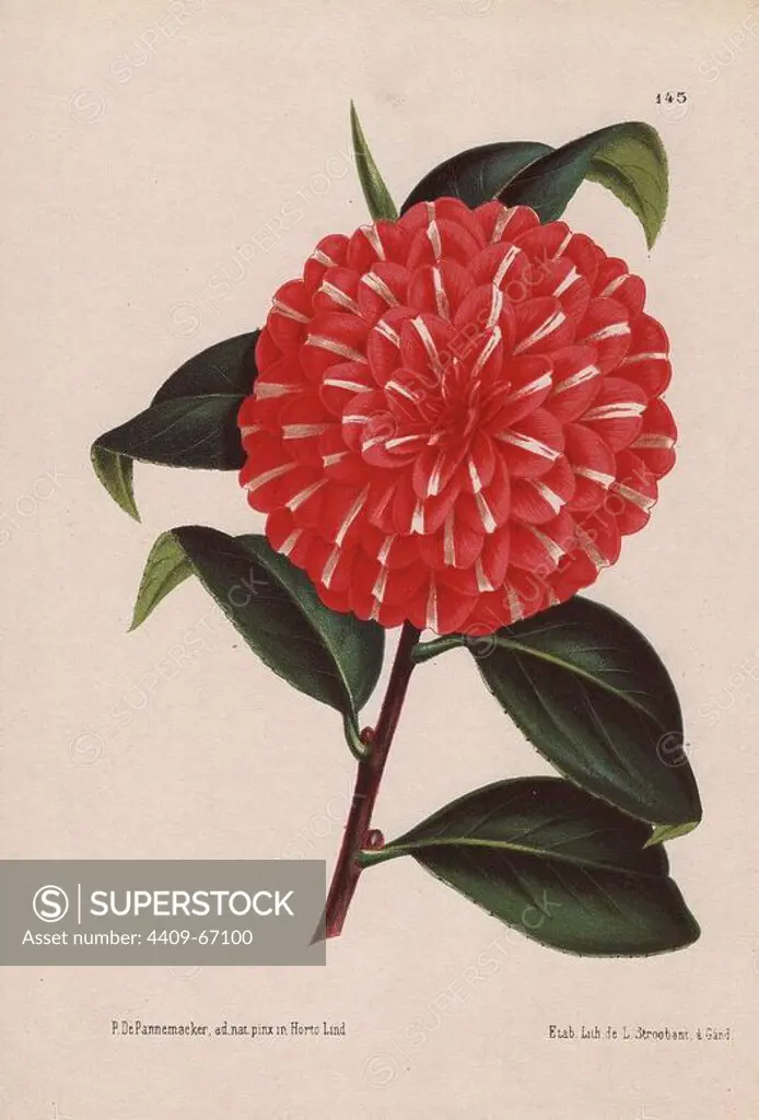 Scarlet camellia hybrid with white flecks. Camellia Caprioli. Camellia japonica, Thea japonica. Illustration by P. de Pannemaeker, lithographed by L. Stroobant of Ghent, from Jean Linden's "L'Illustration Horticole" 1873.