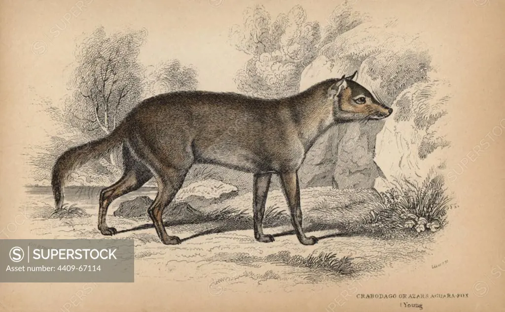 Pampas or Azara's fox, Lycalopex gymnocercus. Handcoloured engraving on steel by William Lizars from a drawing by Colonel Charles Hamilton Smith from Sir William Jardine's "Naturalist's Library: Dogs" published by W. H. Lizars, Edinburgh, 1839.