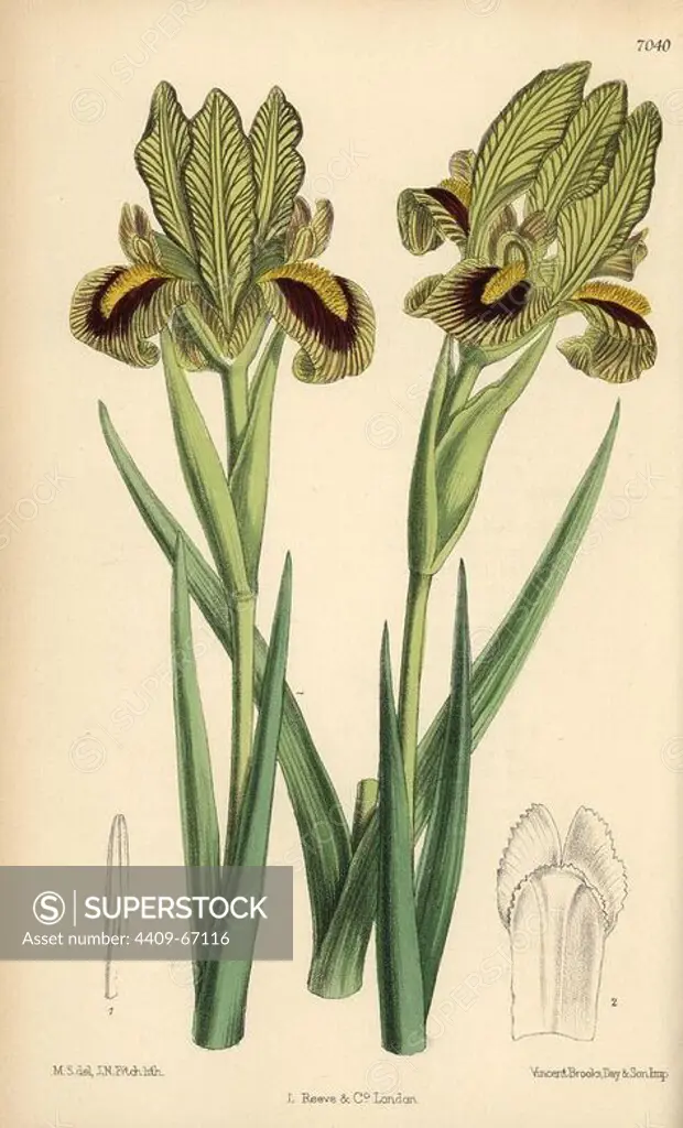 Iris meda, native of Persia. Hand-coloured botanical illustration drawn by Matilda Smith and lithographed by J.N. Fitch from Joseph Dalton Hooker's "Curtis's Botanical Magazine," 1889, L. Reeve & Co. A second-cousin and pupil of Sir Joseph Dalton Hooker, Matilda Smith (1854-1926) was the main artist for the Botanical Magazine from 1887 until 1920 and contributed 2,300 illustrations.