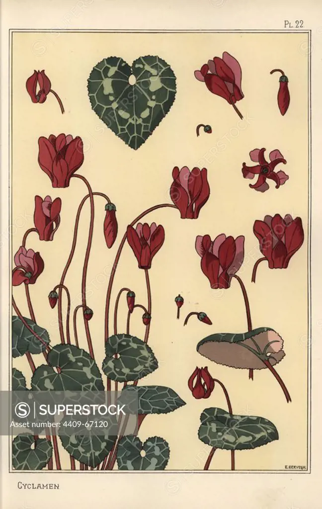 Cyclamen plant, with details of the flower, leaves, petals. Lithograph by E. Hervegh with pochoir (stencil) handcoloring from Eugene Grasset's Plants and their Application to Ornament, Paris, 1897. Grasset (1841-1917) was a Swiss artist whose innovative designs inspired the art nouveau movement at the end of the 19th century.