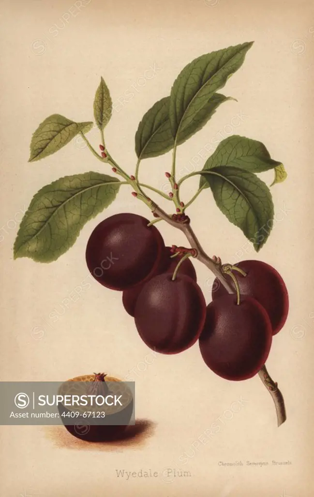 Wyedale Plum cultivar, Prunus domestica. Chromolithograph from "The Florist and Pomologist" Robert Hogg, London, published from 1878 to 1884. 251 hand-coloured and chromolithographic plates of fruit and flowers. Drawn by Walter Hood Fitch, Miss E. Regel, and J.L. Macfarlane, lithographed by G. Severeyns and Stroobant, Belgium.