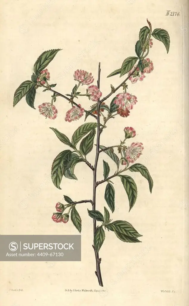 Double dwarf almond, Amygdalus pumila. Handcoloured copperplate engraving drawn by John Curtis and engraved by Weddell from "Curtis's Botanical Magazine"1820, Samuel Curtis, Walworth, London.