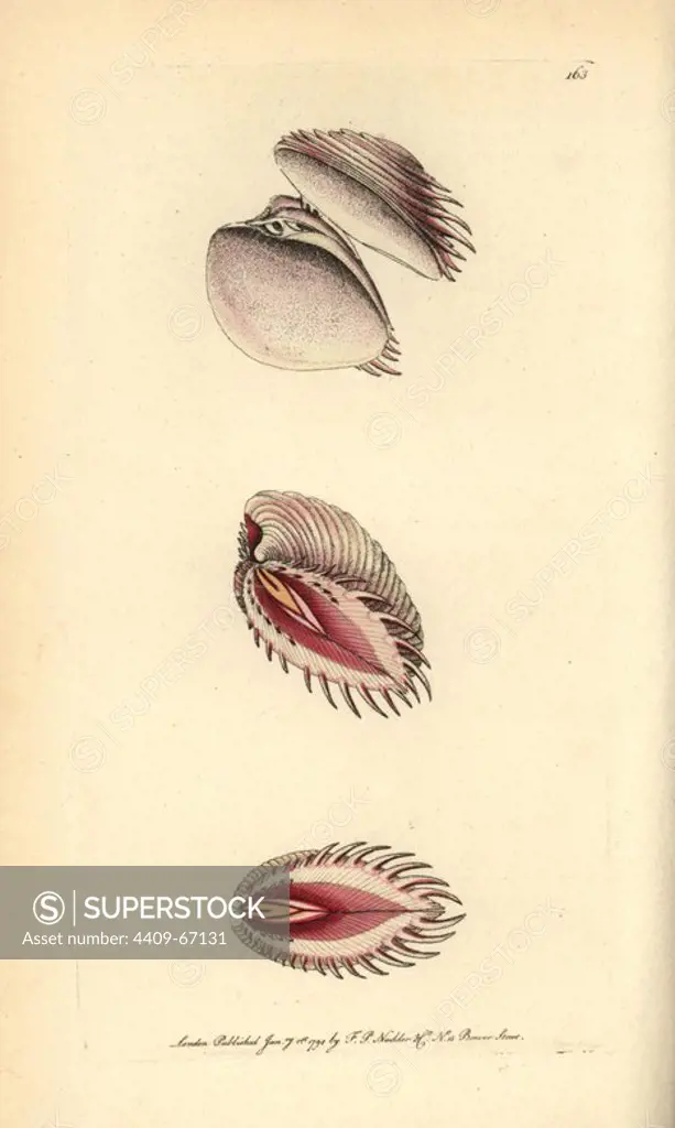 Elegant venus shell, Hysteroconcha dione. Illustration unsigned (George Shaw and Frederick Nodder).. Handcolored copperplate engraving from George Shaw and Frederick Nodder's "The Naturalist's Miscellany" 1794.. Frederick Polydore Nodder (1751~1801) was a gifted natural history artist and engraver. Nodder honed his draftsmanship working on Captain Cook and Joseph Banks' Florilegium and engraving Sydney Parkinson's sketches of Australian plants. He was made "botanic painter to her majesty" Queen Charlotte in 1785. Nodder also drew the botanical studies in Thomas Martyn's Flora Rustica (1792) and 38 Plates (1799). Most of the 1,064 illustrations of animals, birds, insects, crustaceans, fishes, marine life and microscopic creatures for the Naturalist's Miscellany were drawn, engraved and published by Frederick Nodder's family. Frederick himself drew and engraved many of the copperplates until his death. His wife Elizabeth is credited as publisher on the volumes after 1801. Their son Rich