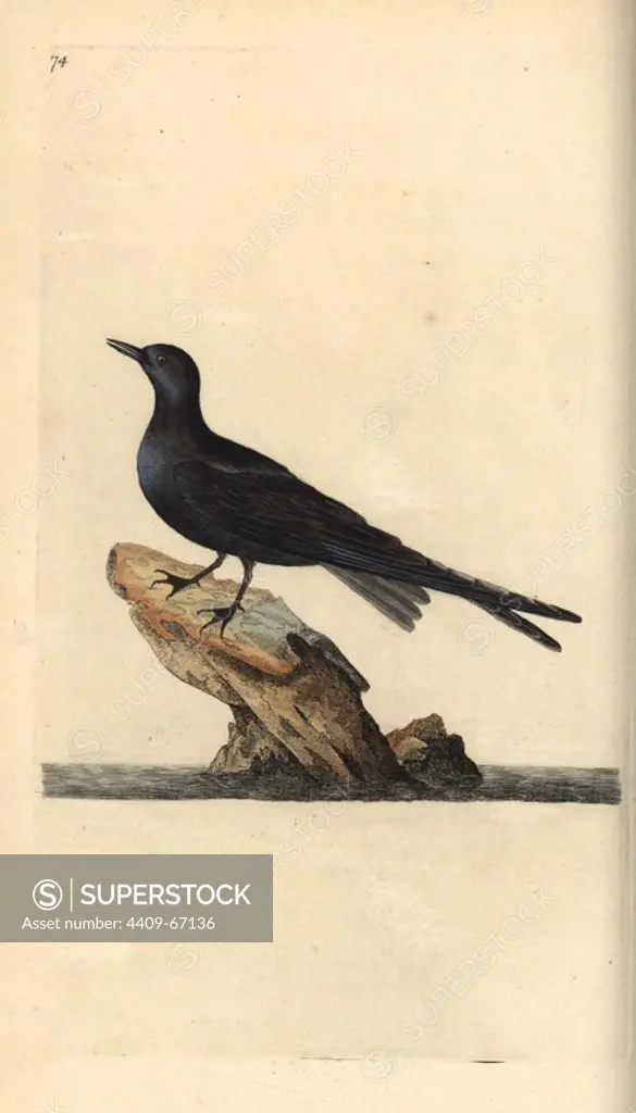 Black tern, Chlidonias niger. Handcoloured copperplate drawn and engraved by Edward Donovan from his own "Natural History of British Birds," London, 1794-1819. Edward Donovan (1768-1837) was an Anglo-Irish amateur zoologist, writer, artist and engraver. He wrote and illustrated a series of volumes on birds, fish, shells and insects, opened his own museum of natural history in London, but later he fell on hard times and died penniless.