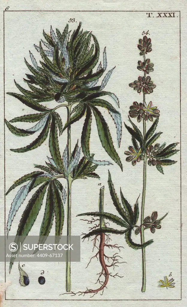 Cannabis, Cannabis sativa. Handcolored copperplate engraving of a botanical illustration from G. T. Wilhelm's "Unterhaltungen aus der Naturgeschichte" (Encyclopedia of Natural History), Vienna, 1816. Gottlieb Tobias Wilhelm (1758-1811) was a Bavarian clergyman and naturalist in Augsburg, where the first edition was published.