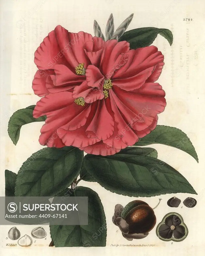 Camellia reticulata. Captain Rawe's camellia, with scarlet flowers, deep green leaves, fruit and seeds of the Waratah Camellia. A native of Yunnan, China.. Illustration by WJ Hooker, engraved by Swan. Handcolored copperplate engraving from William Curtis's "The Botanical Magazine" 1827.. William Jackson Hooker (1785-1865) was an English botanist, writer and artist. He was Regius Professor of Botany at Glasgow University, and editor of Curtis's "Botanical Magazine" from 1827 to 1865. In 1841, he was appointed director of the Royal Botanic Gardens at Kew, and was succeeded by his son Joseph Dalton. Hooker documented the fern and orchid crazes that shook England in the mid-19th century in books such as "Species Filicum" (1846) and "A Century of Orchidaceous Plants" (1849). A gifted botanical artist himself, he wrote and illustrated "Flora Exotica" (1823) and several volumes of the "Botanical Magazine" after 1827.