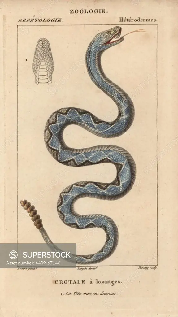 Eastern diamondback rattlesnake, crotale a lozanges, Crotalus adamanteus. Poisonous snake. Handcoloured copperplate stipple engraving from Jussieu's "Dictionnaire des Sciences Naturelles" 1816-1830. The volumes on fish and reptiles were edited by Hippolyte Cloquet, natural historian and doctor of medicine. Illustration by J.G. Pretre, engraved by Turcaty, directed by Turpin, and published by F. G. Levrault. Jean Gabriel Pretre (1780~1845) was painter of natural history at Empress Josephine's zoo and later became artist to the Museum of Natural History.