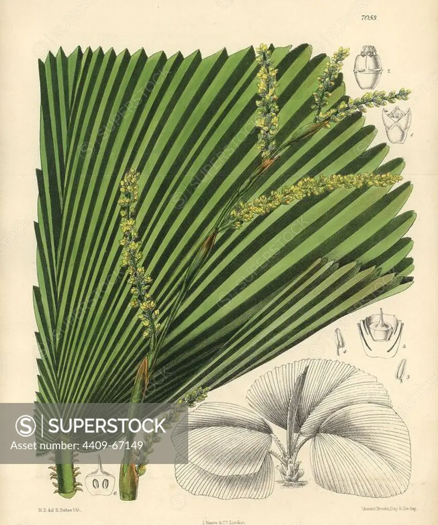 Licuala veitchii, palm with yellow flowers native to Borneo. Hand-coloured botanical illustration drawn by Matilda Smith and lithographed by E. Bates from Joseph Dalton Hooker's "Curtis's Botanical Magazine," 1889, L. Reeve & Co. A second-cousin and pupil of Sir Joseph Dalton Hooker, Matilda Smith (1854-1926) was the main artist for the Botanical Magazine from 1887 until 1920 and contributed 2,300 illustrations.