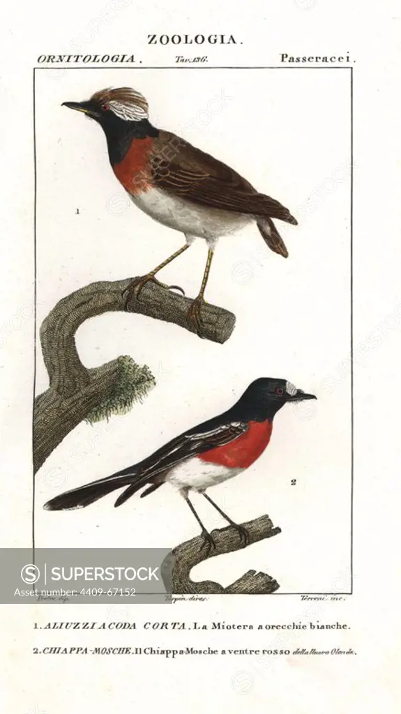 Short-tailed field-tyrant, Muscigralla brevicauda, and Pacific robin (Norfolk Island), Petroica multicolor. Handcoloured copperplate stipple engraving from Jussieu's "Dictionary of Natural Science," Florence, Italy, 1837. Illustration by J. G. Pretre, engraved by Terreni, directed by Pierre Jean-Francois Turpin, and published by Batelli e Figli. Jean Gabriel Pretre (1780~1845) was painter of natural history at Empress Josephine's zoo and later became artist to the Museum of Natural History.