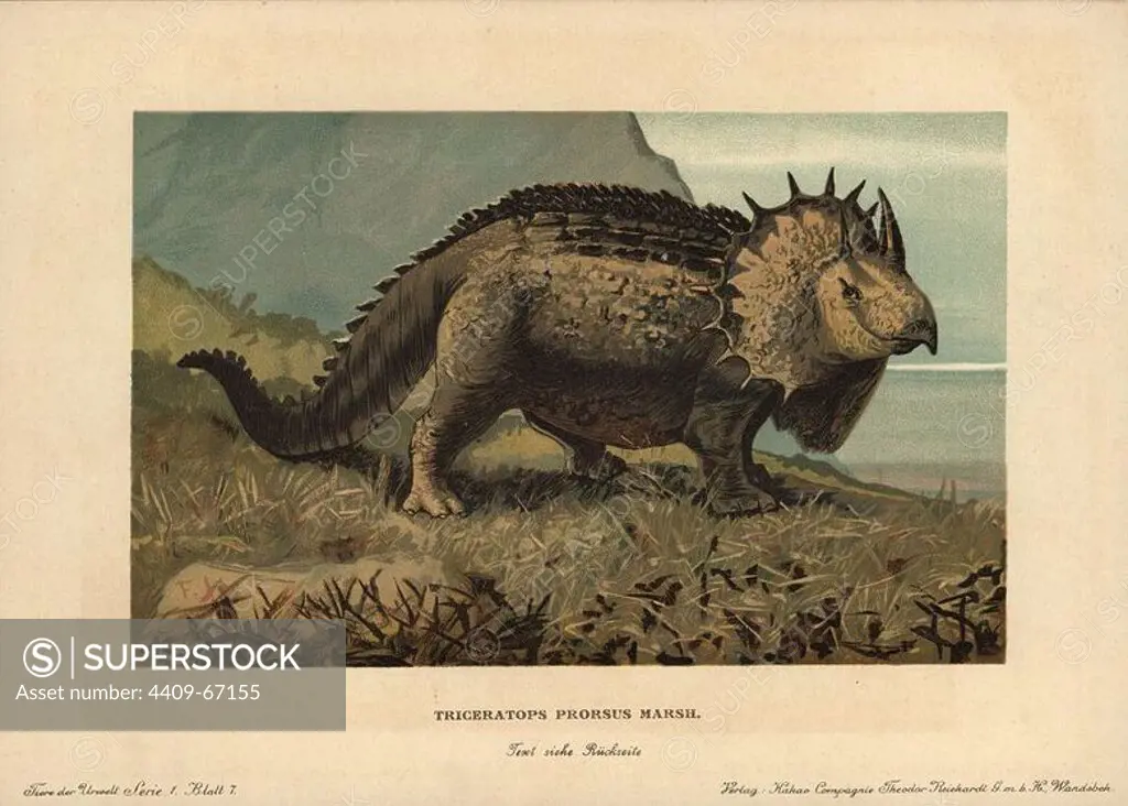 Triceratops prorsus Marsh., extinct genus of herbivorous ceratopsid dinosaur of the Cretaceous Period. Colour printed (chromolithograph) illustration by F. John from "Tiere der Urwelt" Animals of the Prehistoric World, 1910, Hamburg. From a series of prehistoric creature cards published by the Reichardt Cocoa company.