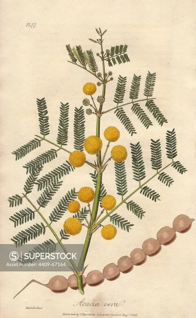 Egyptian thorn tree, Acacia nilotica. Handcoloured botanical illustration drawn and engraved on steel by Weddell from John Stephenson and James Morss Churchill's "Medical Botany: or Illustrations and descriptions of the medicinal plants of the London, Edinburgh, and Dublin pharmacopias," John Churchill, London, 1831.