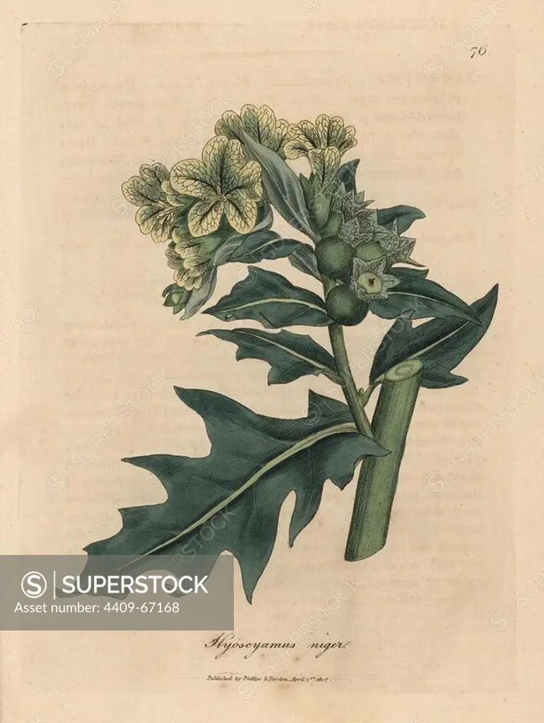 Yellow flowered black henbane with green berries, Hyoscyamus niger. Handcolored copperplate engraving from a botanical illustration by James Sowerby from William Woodville and Sir William Jackson Hooker's "Medical Botany" 1832. The tireless Sowerby (1757-1822) drew over 2,500 plants for Smith's mammoth "English Botany" (1790-1814) and 440 mushrooms for "Coloured Figures of English Fungi " (1797) among many other works.