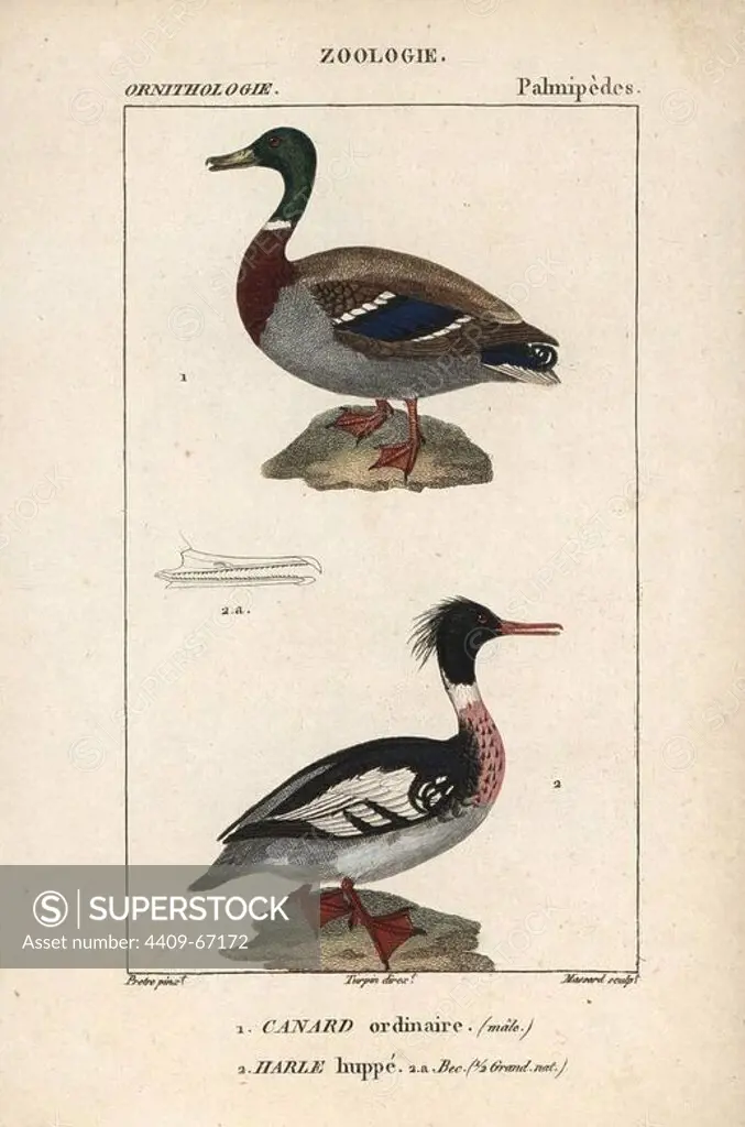 Mallard duck, Anas platyrhynchos, and red-breasted merganser, Mergus serrator. Handcoloured copperplate stipple engraving from Dumont de Sainte-Croix's "Dictionary of Natural Science: Ornithology," Paris, France, 1816-1830. Illustration by J. G. Pretre, engraved by Massard, directed by Pierre Jean-Francois Turpin, and published by F.G. Levrault. Jean Gabriel Pretre (1780~1845) was painter of natural history at Empress Josephine's zoo and later became artist to the Museum of Natural History. Turpin (1775-1840) is considered one of the greatest French botanical illustrators of the 19th century.