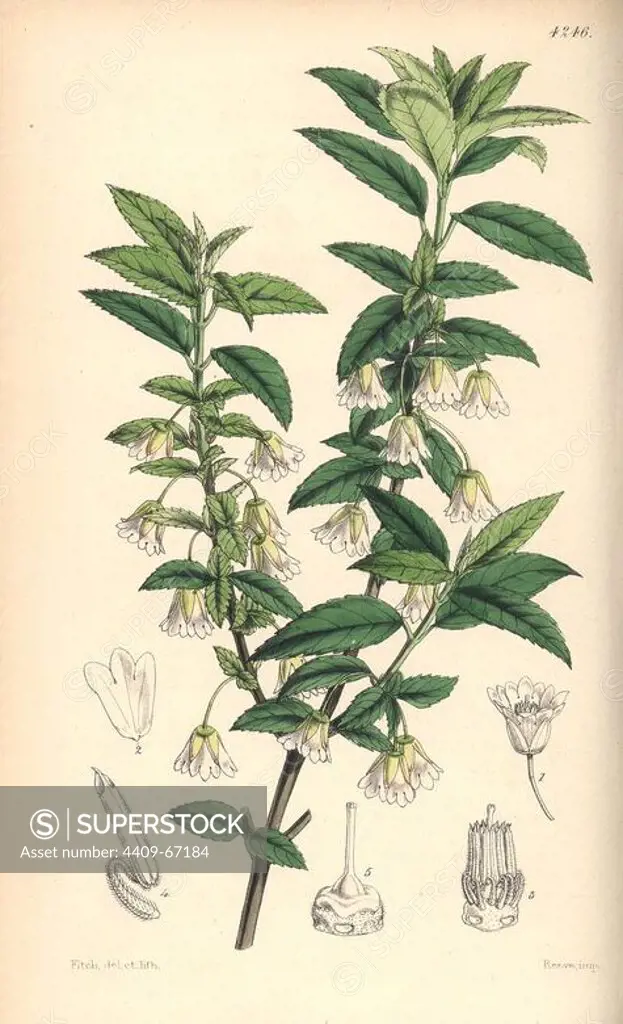 Jointed-pedicelled friesia, Friesia peduncularis. Hand-coloured botanical illustration drawn and lithographed by Walter Hood Fitch for Sir William Jackson Hooker's "Curtis's Botanical Magazine," London, Reeve Brothers, 1846. Fitch (1817~1892) was a tireless Scottish artist who drew over 2,700 lithographs for the "Botanical Magazine" starting from 1834.