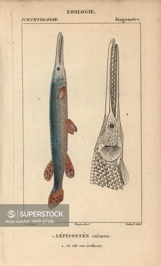 Cuban gar, Lepisostee caiman, Atractosteus tristoechus. Handcoloured copperplate stipple engraving from Jussieu's "Dictionnaire des Sciences Naturelles" 1816-1830. The volumes on fish and reptiles were edited by Hippolyte Cloquet, natural historian and doctor of medicine. Illustration by J.G. Pretre, engraved by Gabriel, directed by Turpin, and published by F. G. Levrault. Jean Gabriel Pretre (1780~1845) was painter of natural history at Empress Josephine's zoo and later became artist to the Museum of Natural History.