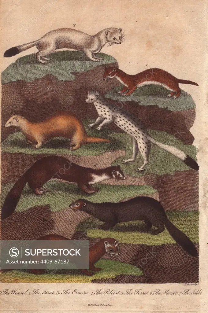 Weasel, stoat, ermine, polecat, ferret, marten and sable. Mustela nivalis, Mustela erminea, Mustela putorius, Mustela putorius furo, Martes flavigula, Martes zibellina. Hand-colored copperplate engraving from a drawing by Johann Ihle from Ebenezer Sibly's "Universal System of Natural History" 1794. The prolific Sibly published his Universal System of Natural History in 1794~1796 in five volumes covering the three natural worlds of fauna, flora and geology. The series included illustrations of mythical beasts such as the sukotyro and the mermaid, and depicted sloths sitting on the ground (instead of hanging from trees) and a domesticated female orang utan wearing a bandana. The engravings were by J. Pass, J. Chapman and Barlow copied from original drawings by famous natural history artists George Edwards, Albertus Seba, Maria Sybilla Merian, and Johann Ihle.