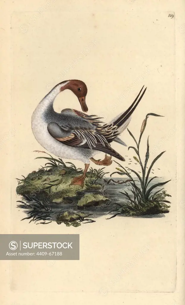 Northern pintail duck, Anas acuta. Handcoloured copperplate drawn and engraved by Edward Donovan from his own "Natural History of British Birds" (1794-1819). Edward Donovan (1768-1837) was an Anglo-Irish amateur zoologist, writer, artist and engraver. He wrote and illustrated a series of volumes on birds, fish, shells and insects, opened his own museum of natural history in London, but later he fell on hard times and died penniless.