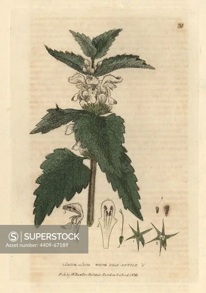White deadnettle, Lamium album. Handcoloured copperplate engraving from a drawing by Isaac Russell from William Baxter's "British Phaenogamous Botany" 1834. Scotsman William Baxter (1788-1871) was the curator of the Oxford Botanic Garden from 1813 to 1854.