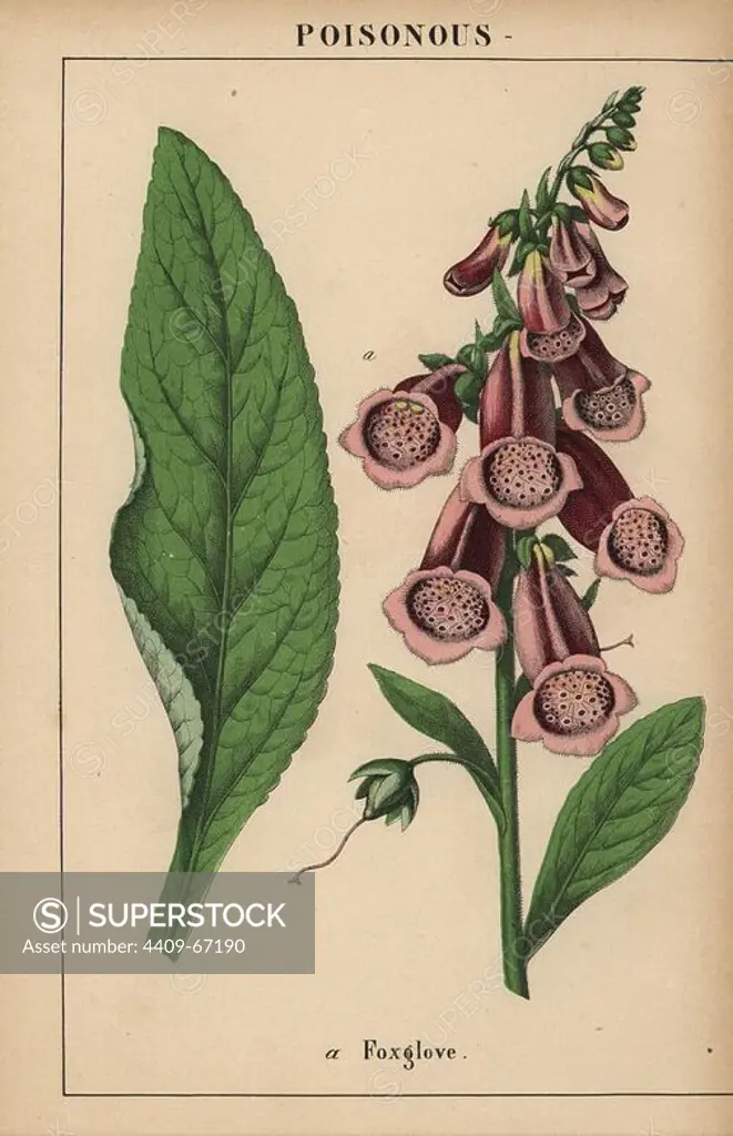 Purple foxglove. Chromolithograph from "The Instructive Picturebook, or Lessons from the Vegetable World," Charlotte Mary Yonge, Edinburgh, 1858.