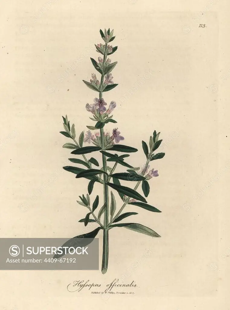 Purple flowered hyssop, Hyssopus officinalis. Handcolored copperplate engraving from a botanical illustration by James Sowerby from William Woodville and Sir William Jackson Hooker's "Medical Botany" 1832. The tireless Sowerby (1757-1822) drew over 2,500 plants for Smith's mammoth "English Botany" (1790-1814) and 440 mushrooms for "Coloured Figures of English Fungi " (1797) among many other works.