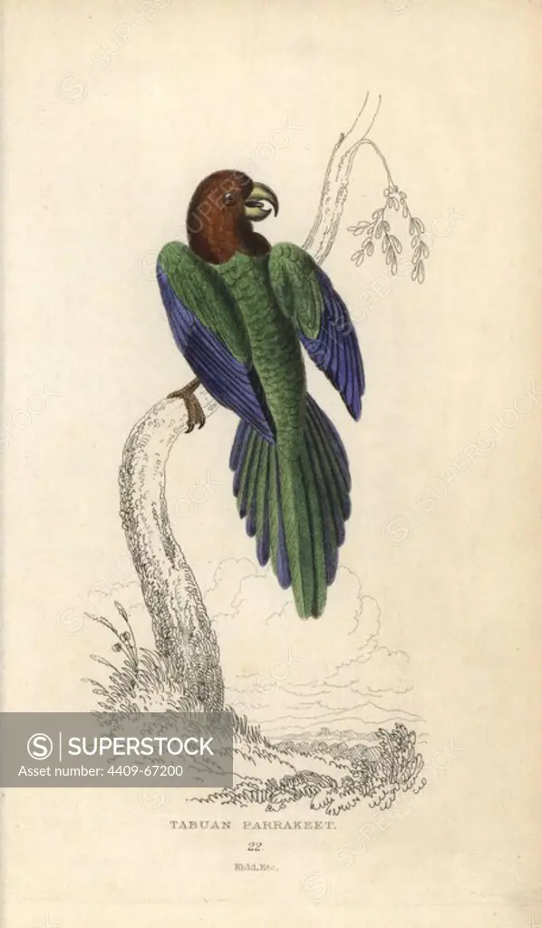 Red shining parrot, Prosopeia tabuensis.. Tabuan parrakeet, Psittacus tabuensis. Hand-coloured steel engraving by Joseph Kidd (after John Audubon) from Sir Thomas Dick Lauder and Captain Thomas Brown's "Miscellany of Natural History: Parrots," Edinburgh, 1833. The Miscellany was intended to be a multi-volume series, but was brought to an abrupt halt after only the second volume on cats when John Audubon complained about the unauthorized use of his illustrations.