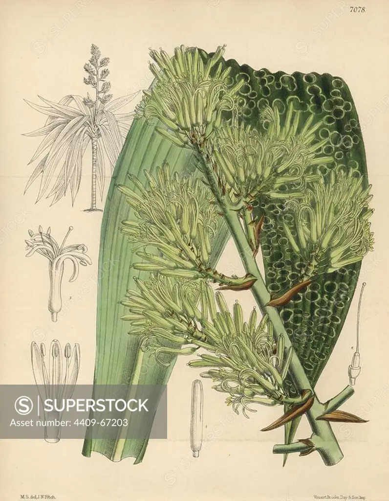 Dracaena marmorata native to Singapore. Hand-coloured botanical illustration drawn by Matilda Smith and lithographed by J.N. Fitch from Joseph Dalton Hooker's "Curtis's Botanical Magazine," 1889, L. Reeve & Co. A second-cousin and pupil of Sir Joseph Dalton Hooker, Matilda Smith (1854-1926) was the main artist for the Botanical Magazine from 1887 until 1920 and contributed 2,300 illustrations.