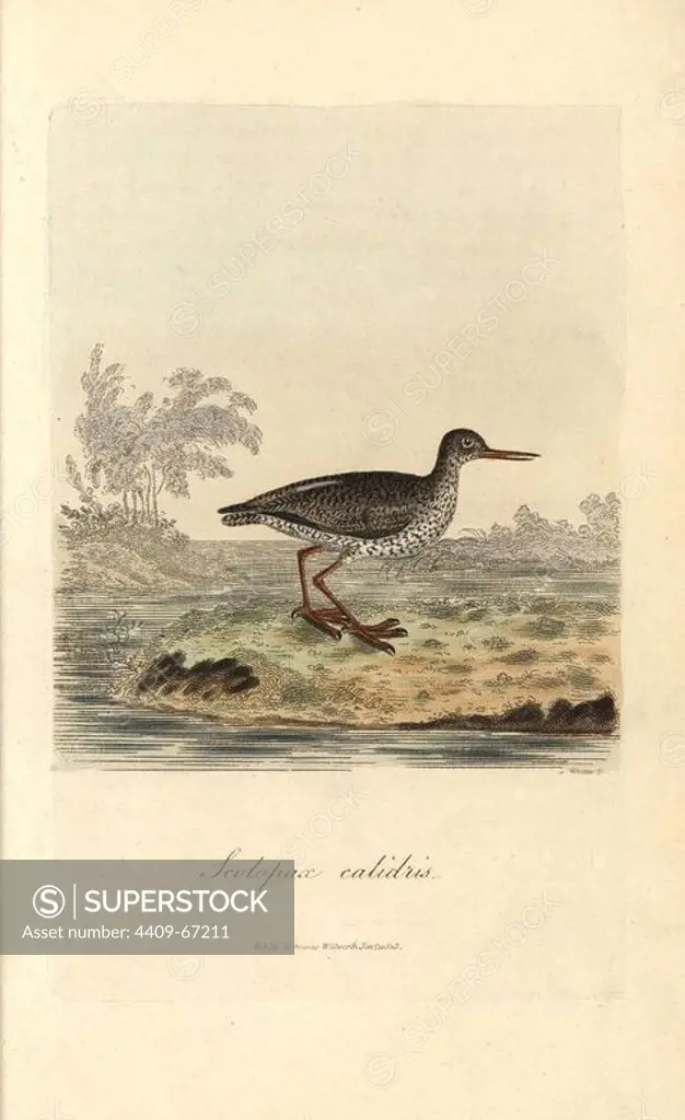 Redshank, Tringa totanus. Handcoloured copperplate drawn by George Graves and engraved by Warner from Graves' "British Ornithology," Walworth, 1812. Graves was a bookseller, publisher, artist, engraver and colorist and worked on botanical and ornithological books.