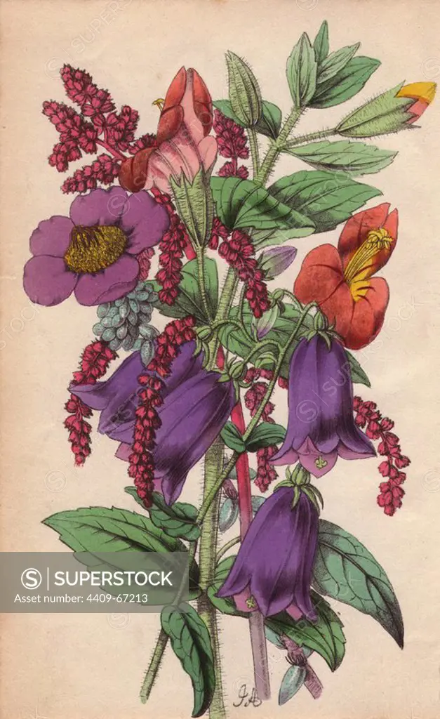 Campanula, snowy amaranth, gilliesi portulaca and scarlet monkey-flower. Lithograph designed and coloured by James Andrews from Robert Tyas' "Flowers from Foreign Lands," London, 1853, Houlston and Stoneman. Little is known about the artist James Andrews (1801~1876) apart from his work. This gifted artist taught flower-painting to young ladies and published a treatise Lessons in Flower Painting in 1835. Blunt calls him "an illustrator of sentimental flower books," but admits that he was "very talented." His signature JA can be found in many botanical gift books for publisher Robert Tyas from The Sentiment of Flowers (1836) to Flowers from Foreign Lands (1853). He went on to illustrate Mrs. Lee's Trees, Plants and Flowers (1854), Edward Henderson's Illustrated Bouquet (1857~1864), and Rev. Honywood Dombrain's Floral Magazine (1862~1866). He also provided the illustrations for the gardening magazine The Florist, Fruitist and Garden Miscellany, which ran from 1848 to 1857.