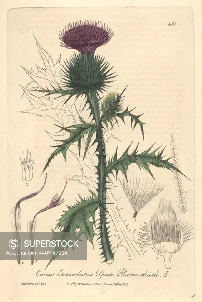 Spear plume thistle, Cnicus lanceolatus. Handcoloured copperplate drawn and engraved by Charles Mathews from William Baxter's "British Phaenogamous Botany," Oxford, 1841. Scotsman William Baxter (1788-1871) was the curator of the Oxford Botanic Garden from 1813 to 1854.