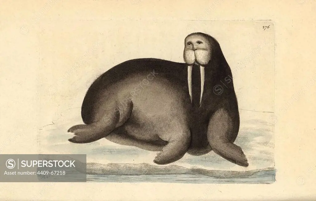Walrus, Odobenus rosmarus. Illustration drawn and engraved by Richard Polydore Nodder. Handcolored copperplate engraving from George Shaw and Frederick Nodder's "The Naturalist's Miscellany," London, 1796. Most of the 1,064 illustrations of animals, birds, insects, crustaceans, fishes, marine life and microscopic creatures were drawn by George Shaw, Frederick Nodder and Richard Nodder, and engraved and published by the Nodder family. Frederick drew and engraved many of the copperplates until his death around 1800, and son Richard (1774~1823) was responsible for the plates signed RN or RPN. Richard exhibited at the Royal Academy and became botanic painter to King George III.