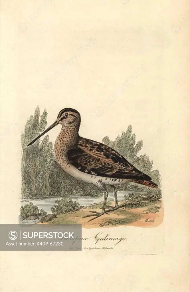 Common snipe, Gallinago gallinago. Handcoloured copperplate drawn by Samuel Howitt and engraved by George Graves from Graves' "British Ornithology," Walworth, 1812. Graves was a bookseller, publisher, artist, engraver and colorist and worked on botanical and ornithological books.