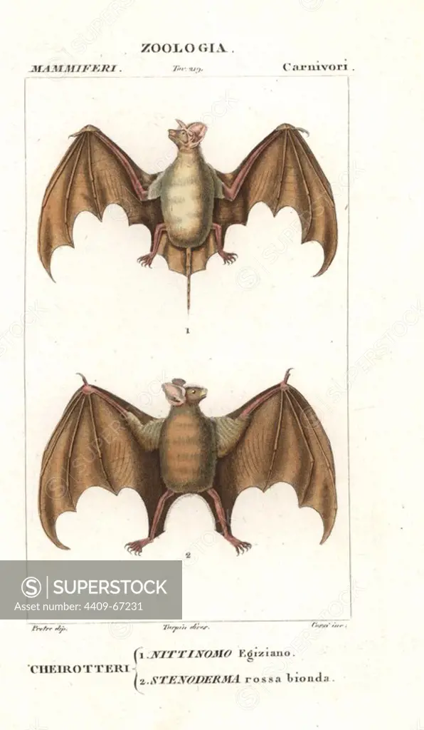 Egyptian free-tailed bat, Tadarida aegyptiaca, and red fruit bat or red fig-eating bat, Stenoderma rufum. Handcoloured copperplate stipple engraving from Antoine Jussieu's "Dictionary of Natural Science," Florence, Italy, 1837. Illustration by J. G. Pretre, engraved by Corsi, directed by Pierre Jean-Francois Turpin, and published by Batelli e Figli. Jean Gabriel Pretre (1780~1845) was painter of natural history at Empress Josephine's zoo and later became artist to the Museum of Natural History. Turpin (1775-1840) is considered one of the greatest French botanical illustrators of the 19th century.