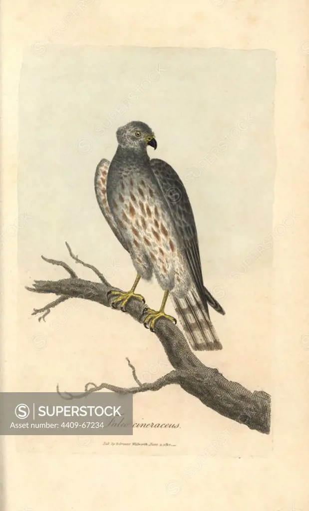 Ash coloured falcon, Falco cineraceus, Montague's harrier, Circus cineraceus. Handcoloured copperplate engraving by George Graves from "British Ornithology" 1811. Graves was a bookseller, publisher, artist, engraver and colorist and worked on botanical and ornithological books.