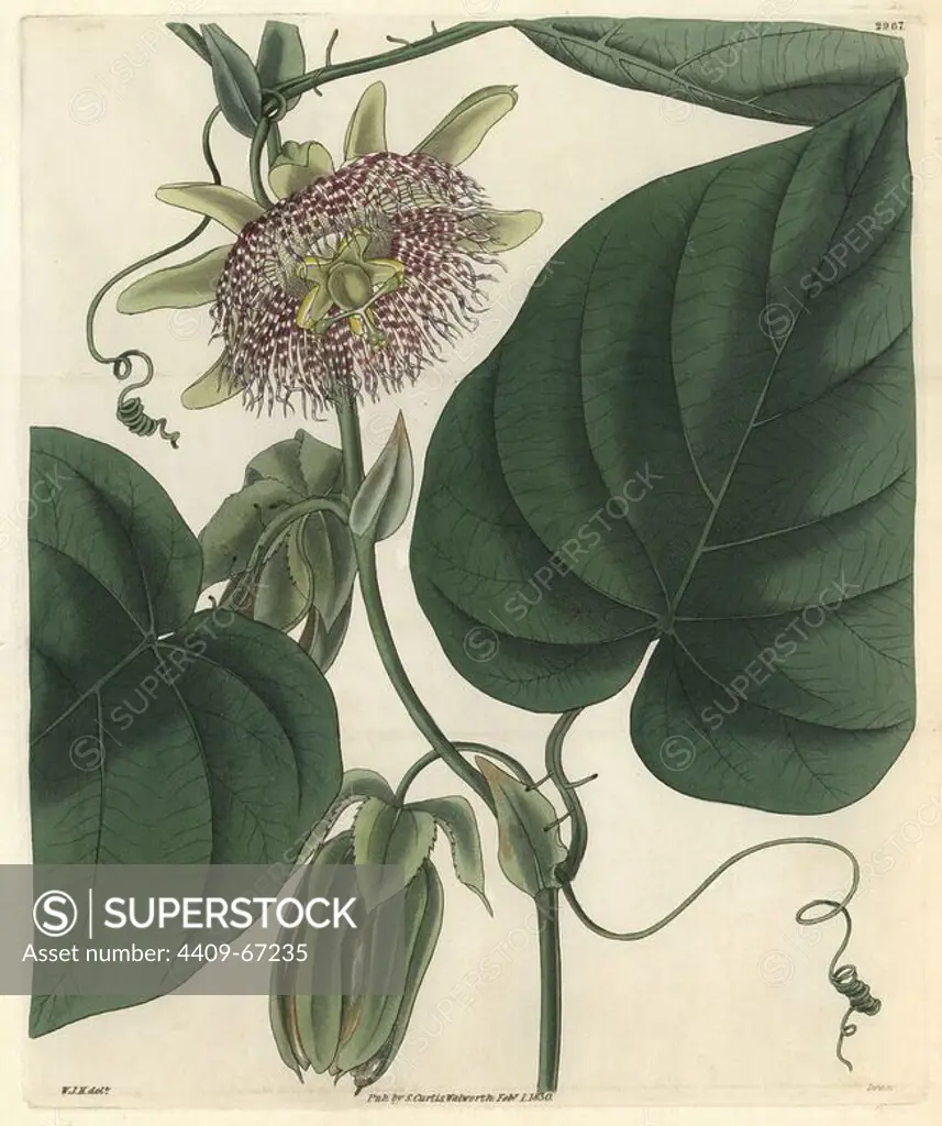 Sweet granadilla or grenadia, Passiflora ligularis. Illustration drawn by William Jackson Hooker, engraved by Swan. Handcolored copperplate engraving from William Curtis's "The Botanical Magazine," Samuel Curtis, 1830. Hooker (1785-1865) was an English botanist, writer and artist. He was Regius Professor of Botany at Glasgow University, and editor of Curtis' "Botanical Magazine" from 1827 to 1865. In 1841, he was appointed director of the Royal Botanic Gardens at Kew, and was succeeded by his son Joseph Dalton. Hooker documented the fern and orchid crazes that shook England in the mid-19th century in books such as "Species Filicum" (1846) and "A Century of Orchidaceous Plants" (1849). A gifted botanical artist himself, he wrote and illustrated "Flora Exotica" (1823) and several volumes of the "Botanical Magazine" after 1827.