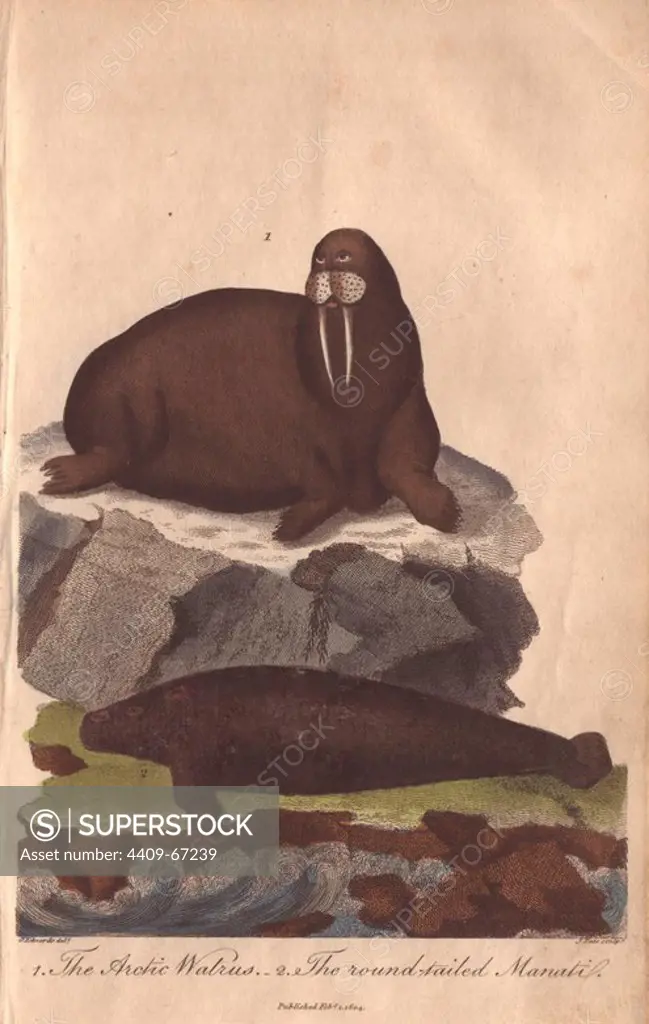 Walrus and manati . Odobenus rosmarus and Trichechus manatus. Hand-colored copperplate engraving from a drawing by George Edwards from Ebenezer Sibly's "Universal System of Natural History" 1794. The prolific Sibly published his Universal System of Natural History in 1794~1796 in five volumes covering the three natural worlds of fauna, flora and geology. The series included illustrations of mythical beasts such as the sukotyro and the mermaid, and depicted sloths sitting on the ground (instead of hanging from trees) and a domesticated female orang utan wearing a bandana. The engravings were by J. Pass, J. Chapman and Barlow copied from original drawings by famous natural history artists George Edwards, Albertus Seba, Maria Sybilla Merian, and Johann Ihle.